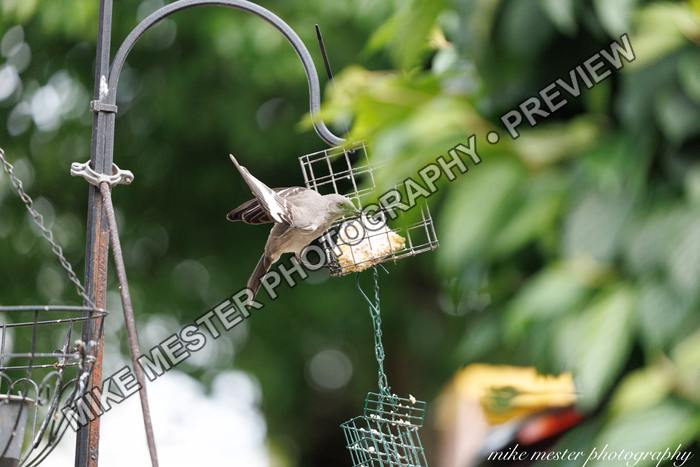 Protected preview of Backyard Bird at the Feeder, an original Mike Mester photograph