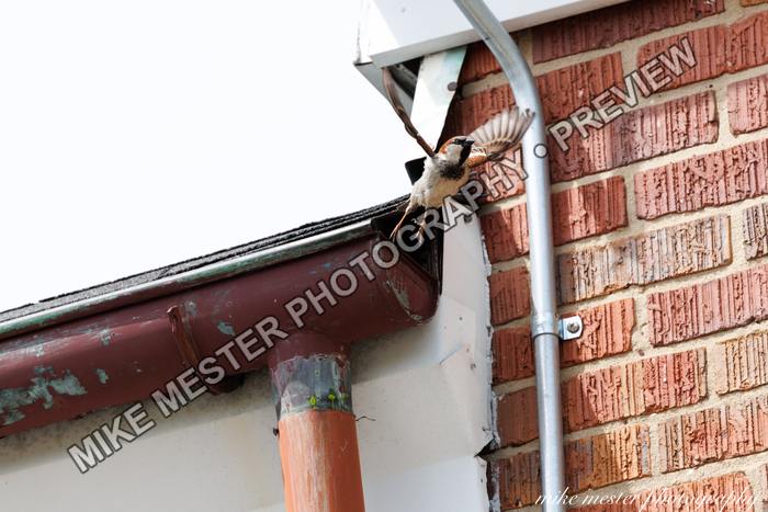Protected preview of Bird Landing at the Gutter, an original Mike Mester photograph
