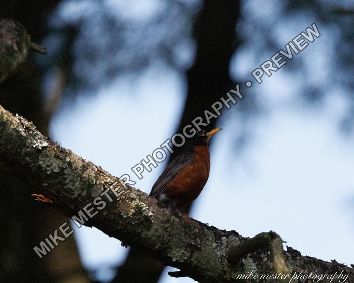 Protected preview of Bird on a Mossy Branch, an original Mike Mester photograph