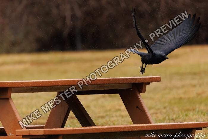 Protected preview of Black Bird Lifting from a Picnic Table, an original Mike Mester photograph