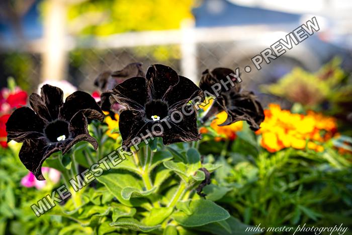 Protected preview of Black Flowers in Summer Light, an original Mike Mester photograph