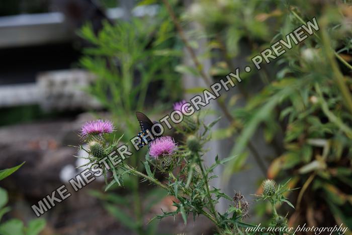 Protected preview of Butterfly on Purple Wildflowers, an original Mike Mester photograph