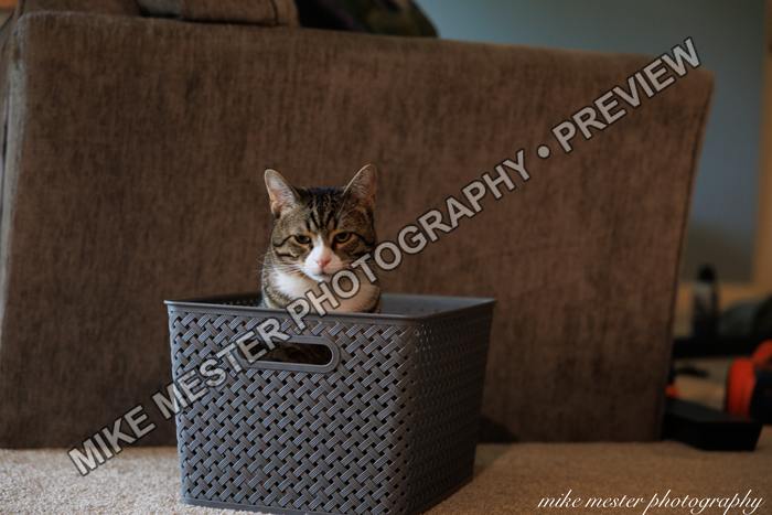 Protected preview of Cat in a Woven Basket, an original Mike Mester photograph