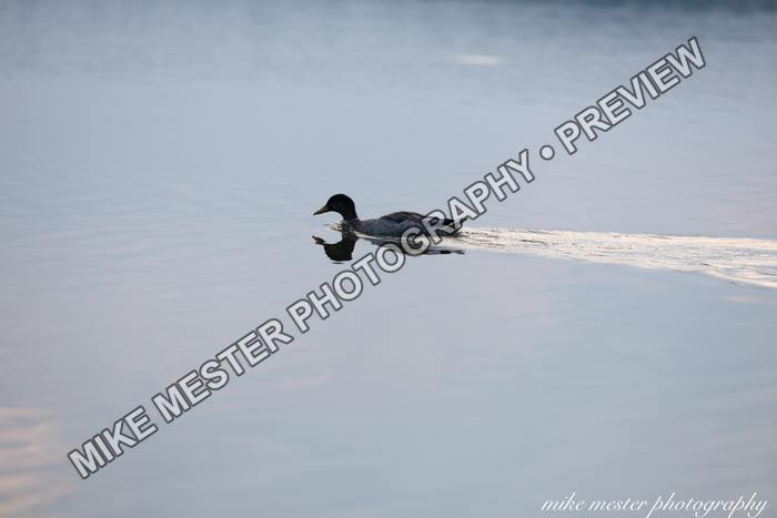 Protected preview of Duck Crossing Calm Water, an original Mike Mester photograph