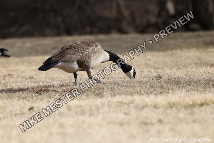 Protected preview of Goose Grazing in Winter Grass, an original Mike Mester photograph