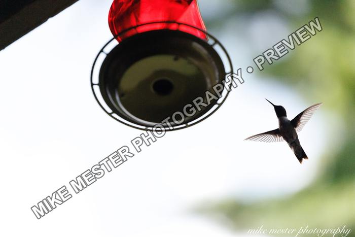 Protected preview of Hummingbird Beneath a Red Feeder, an original Mike Mester photograph