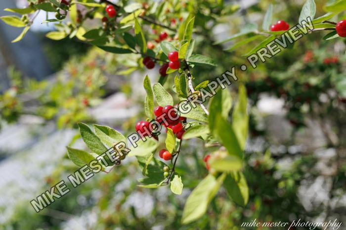 Protected preview of Red Berries in Afternoon Light, an original Mike Mester photograph