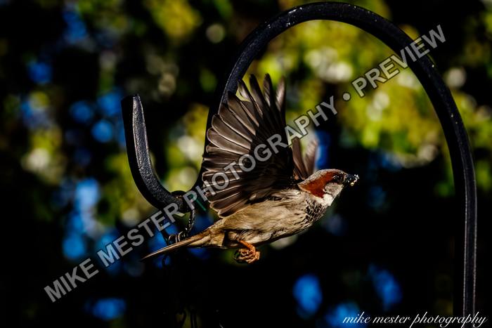 Protected preview of Small Bird Lifting from the Feeder, an original Mike Mester photograph