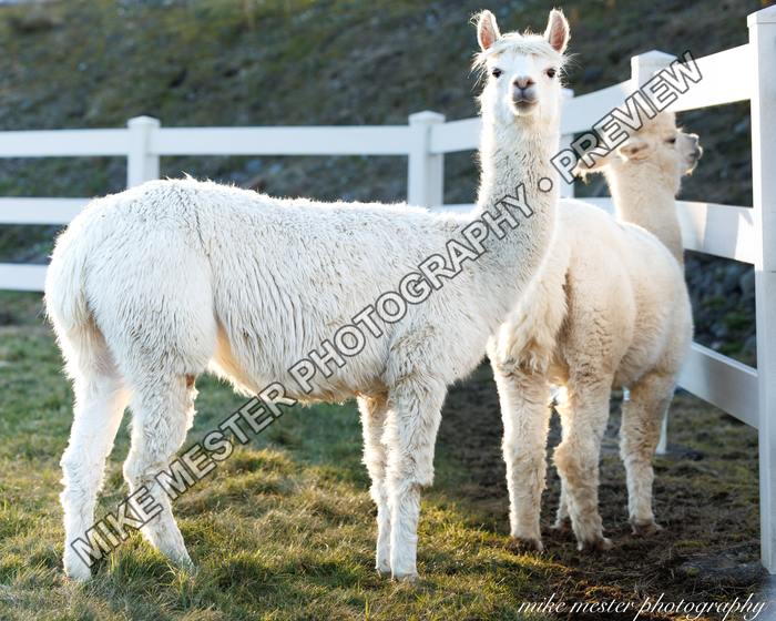 Protected preview of Two White Woolly Animals by the Fence, an original Mike Mester photograph