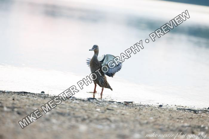 Protected preview of Water Bird Stretching Its Wings, an original Mike Mester photograph