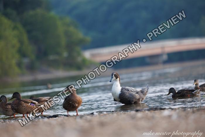 Protected preview of Waterfowl at the Shoreline, an original Mike Mester photograph