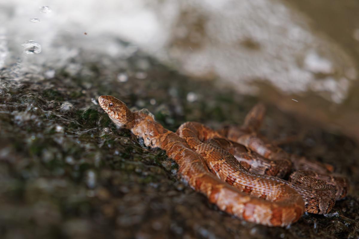 Original photograph by Michael Mester showing a patterned snake beside flowing water.