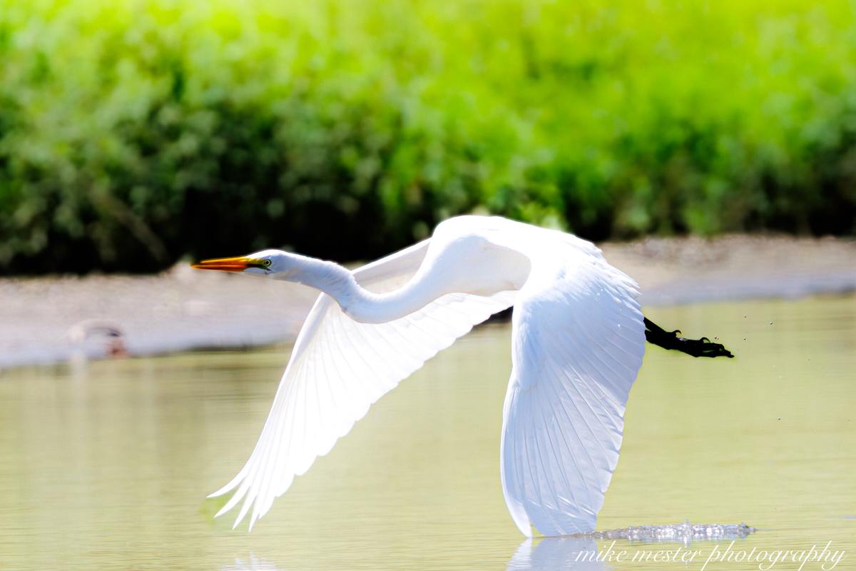 White heron flying above the water